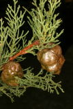 Cupressus sempervirens RCP01-06 007.jpg